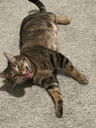 Lost Female Cat last seen 74th st se, Everett, WA 98203