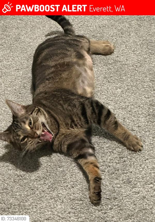 Lost Female Cat last seen 74th st se, Everett, WA 98203
