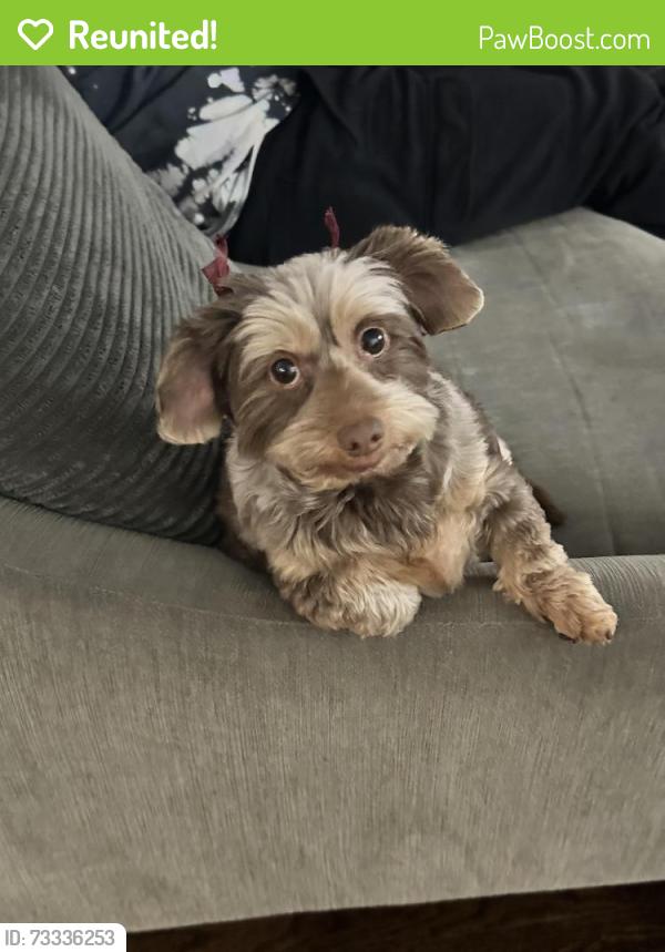 Reunited Female Dog last seen Elmwood Terrace and Stiles Street Linden, Linden, NJ 07036