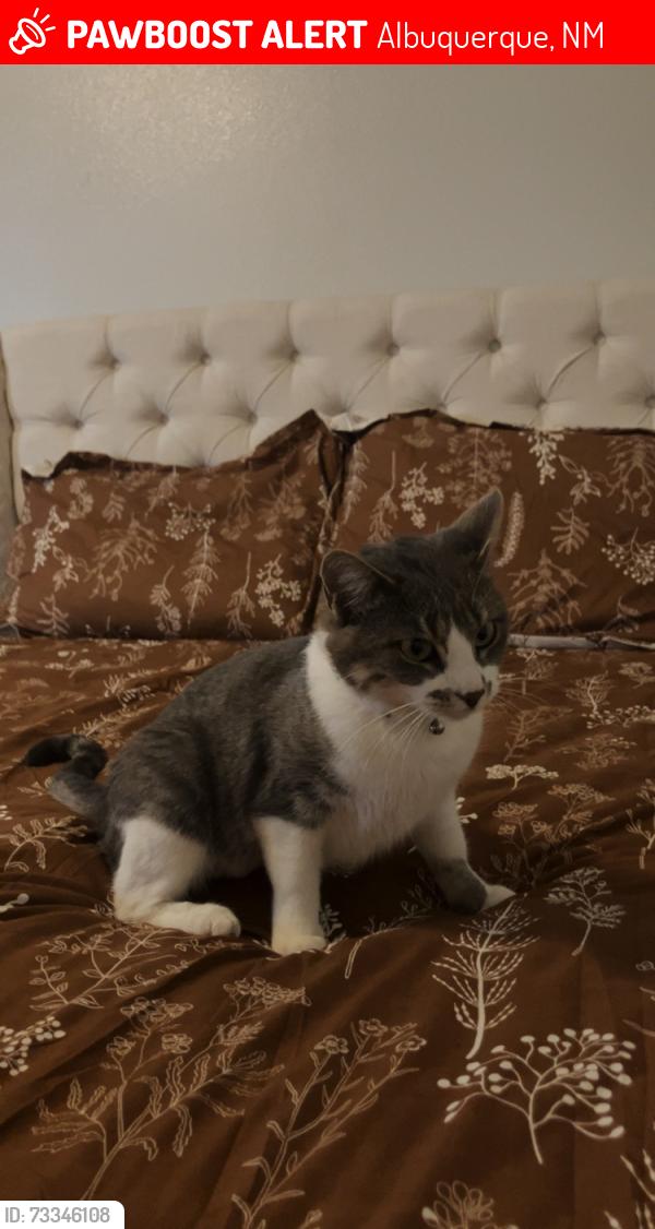 Lost Female Cat last seen Near Calle Cuervo NW abq, Albuquerque, NM 87114