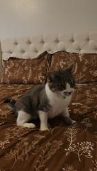 Lost Female Cat last seen Near Calle Cuervo NW abq, Albuquerque, NM 87114