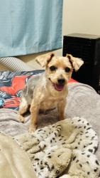 Reunited Male Dog last seen Parkhill / Mesita St, Las Cruces, NM 88012