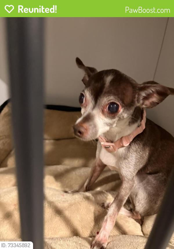 Reunited Female Dog last seen Foree Ranch Neighborhood, Providence Village, TX 76227