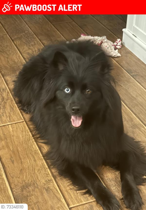 Lost Male Dog last seen Salem Woods Newark, New Castle County, DE 19702