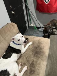 Reunited Male Dog last seen Walmart and Truman High School, Independence, MO 64055
