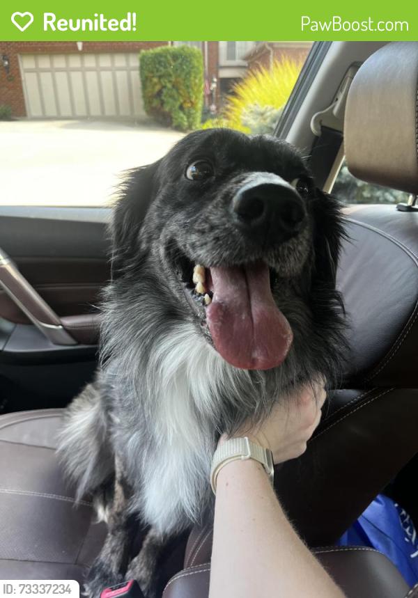 Reunited Male Dog last seen indian hill road near madison ville, Cincinnati, OH 45227