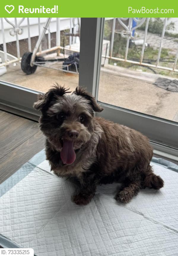Reunited Unknown Dog last seen Elmwood terrace, linden, Linden, NJ 07036