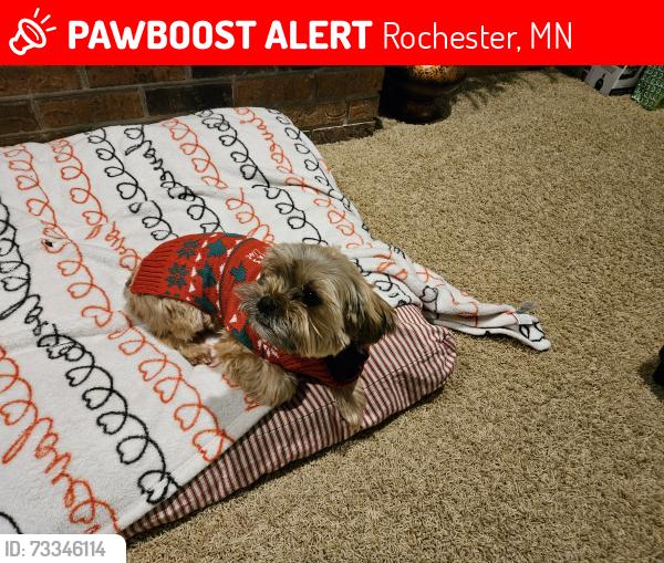 Lost Female Dog last seen 21st St SE, Rochester, MN 55904