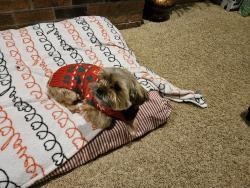 Lost Female Dog last seen 21st St SE, Rochester, MN 55904