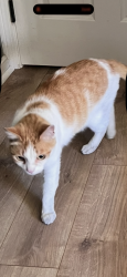 Lost Male Cat last seen Brighton bay lane, Jacksonville, FL 32246