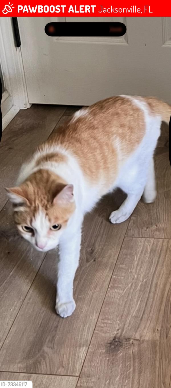 Lost Male Cat last seen Brighton bay lane, Jacksonville, FL 32246