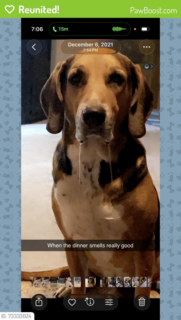 Reunited Male Dog last seen Golf Course and Midkiff St, Midland, TX 79701