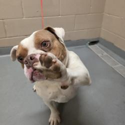 Shelter Stray Male Dog last seen , 2608 Center St, Tacoma, WA 98409, USA
