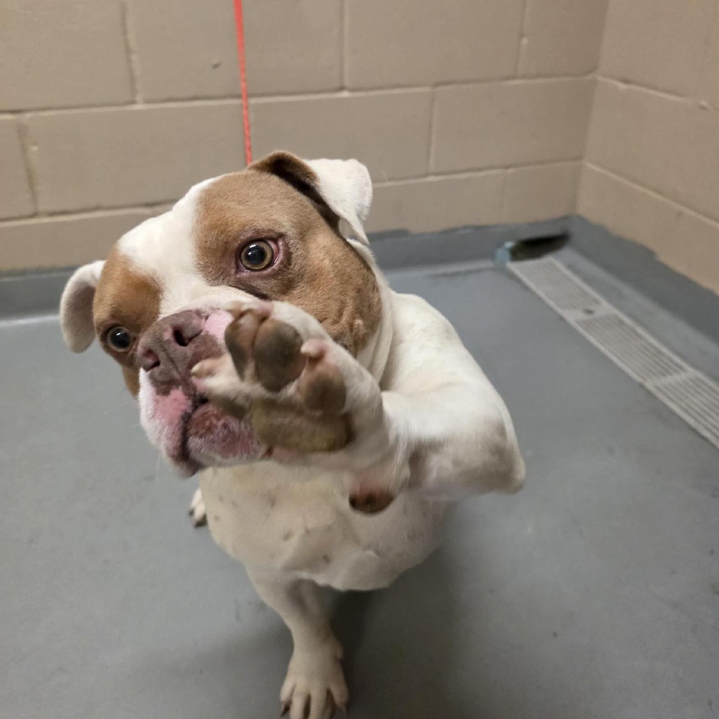 Shelter Stray Male Dog last seen , 2608 Center St, Tacoma, WA 98409, USA
