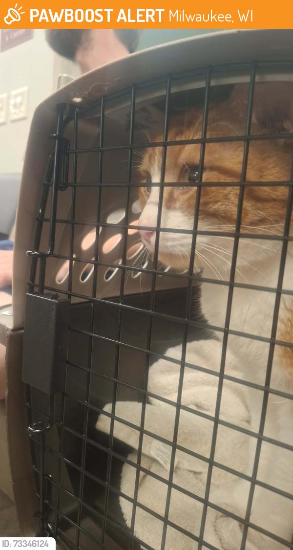 Found/Stray Unknown Cat last seen Hampton ave, Milwaukee, WI 53225