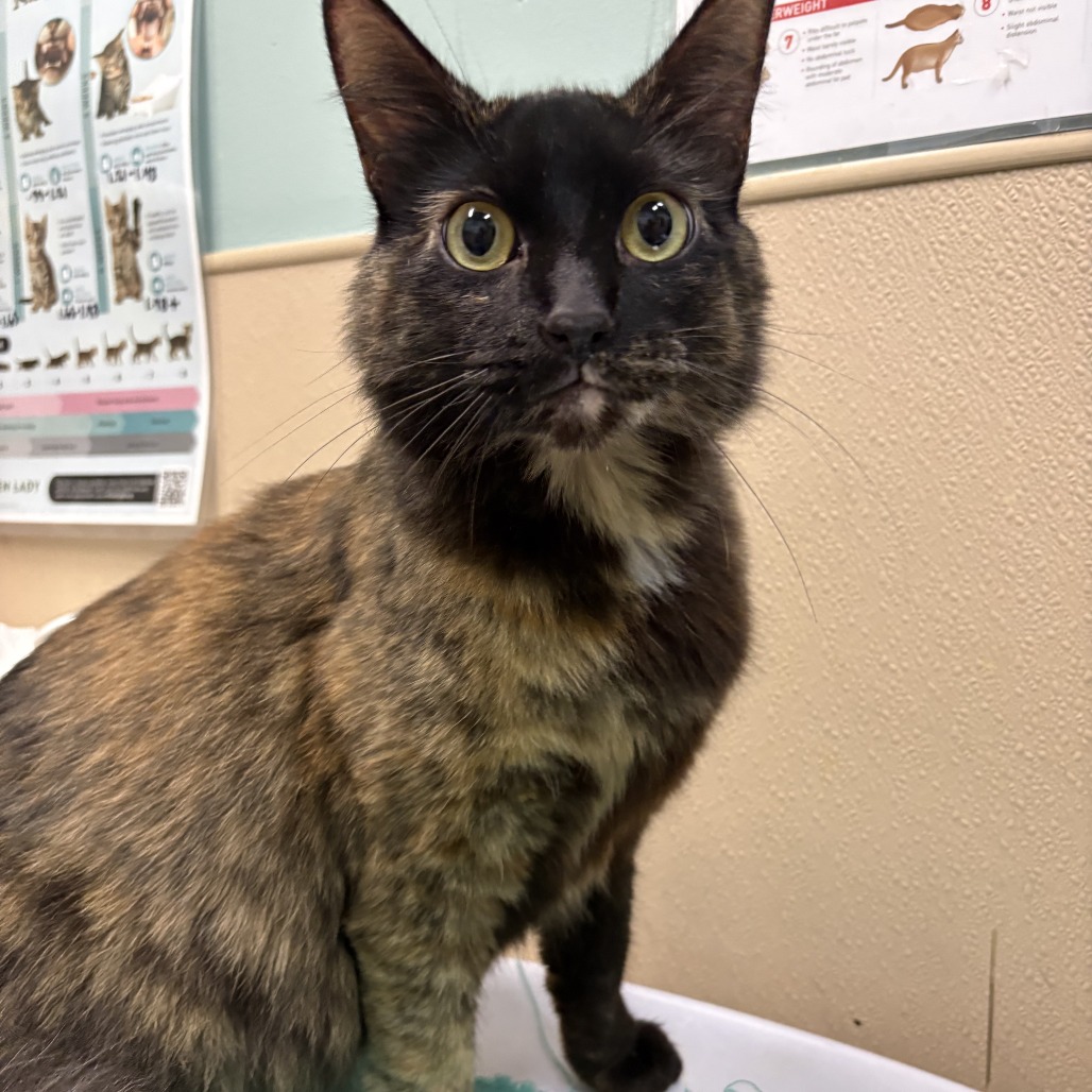 Shelter Stray Female Cat last seen , 2608 Center St, Tacoma, WA 98409, USA
