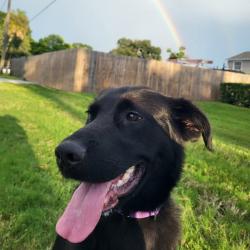 Shelter Stray Male Dog last seen , 8020 Washington St, Port Richey, FL 34668, USA