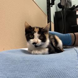 Shelter Stray Female Cat last seen , 2608 Center St, Tacoma, WA 98409, USA