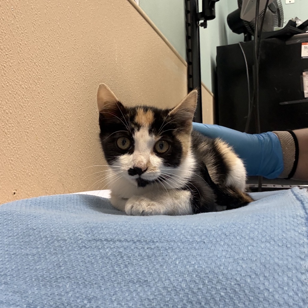 Shelter Stray Female Cat last seen , 2608 Center St, Tacoma, WA 98409, USA