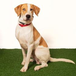 Shelter Stray Male Dog last seen , 8020 Washington St, Port Richey, FL 34668, USA