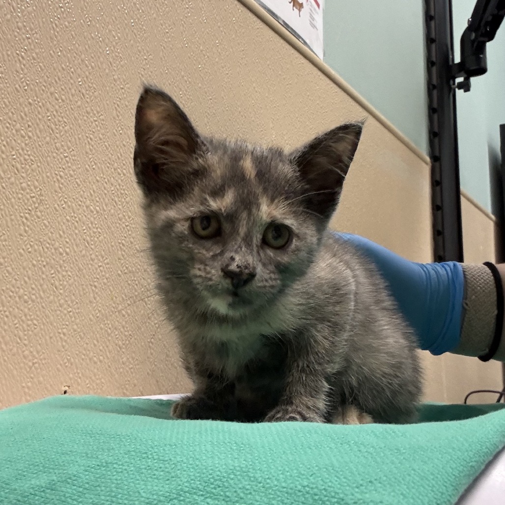 Shelter Stray Female Cat last seen , 2608 Center St, Tacoma, WA 98409, USA