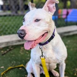 Shelter Stray Male Dog last seen , 8020 Washington St, Port Richey, FL 34668, USA
