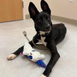Shelter Stray Male Dog last seen , 8020 Washington St, Port Richey, FL 34668, USA