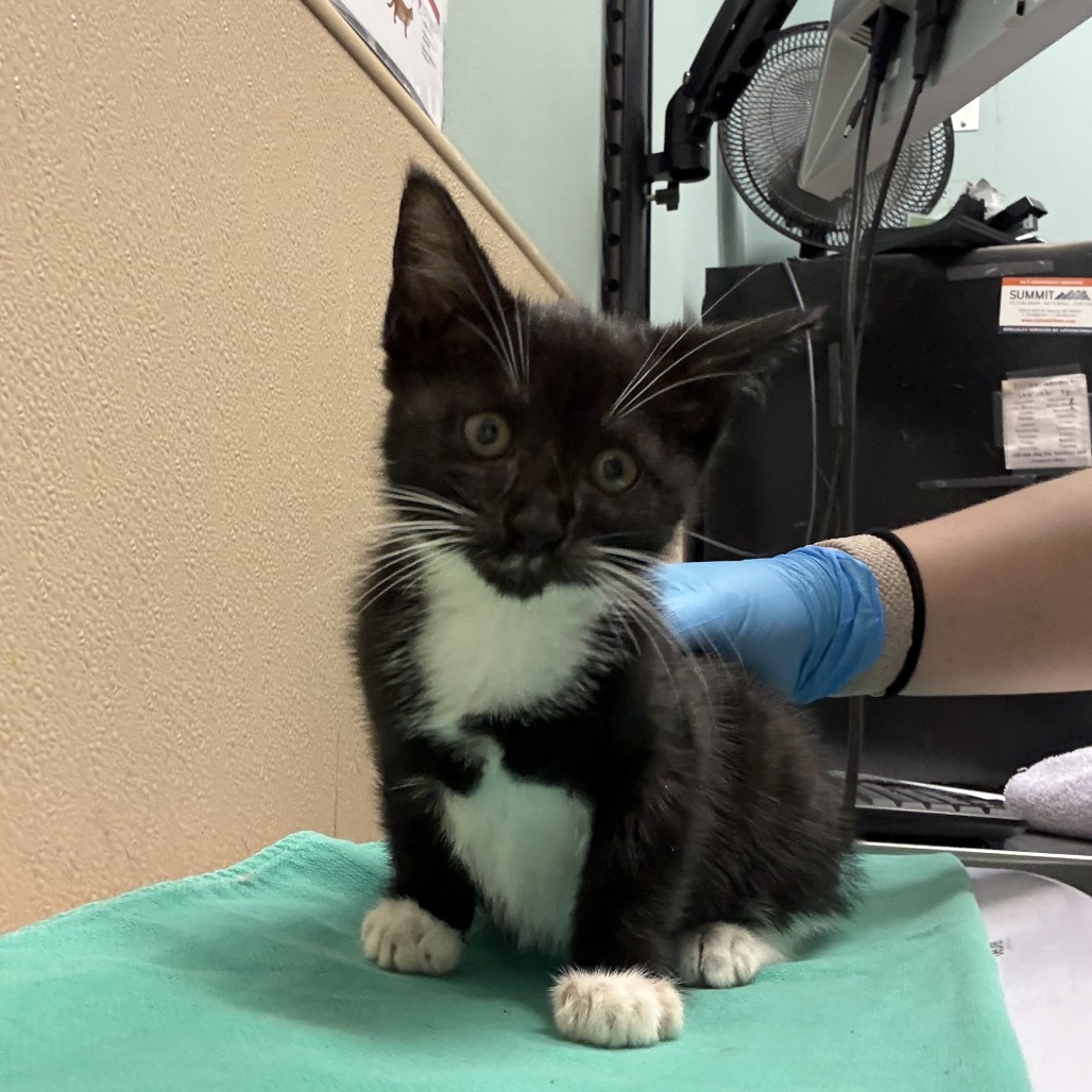Shelter Stray Male Cat last seen , 2608 Center St, Tacoma, WA 98409, USA