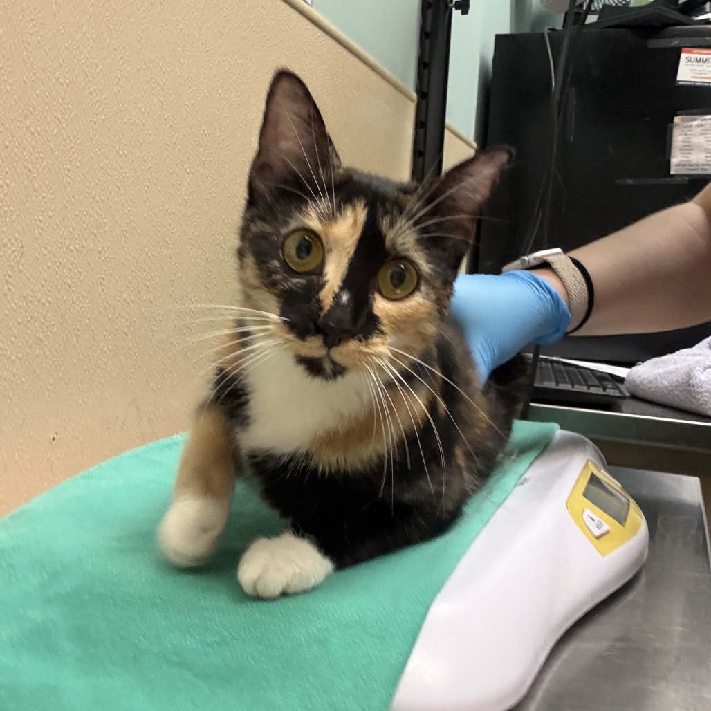 Shelter Stray Female Cat last seen , 2608 Center St, Tacoma, WA 98409, USA