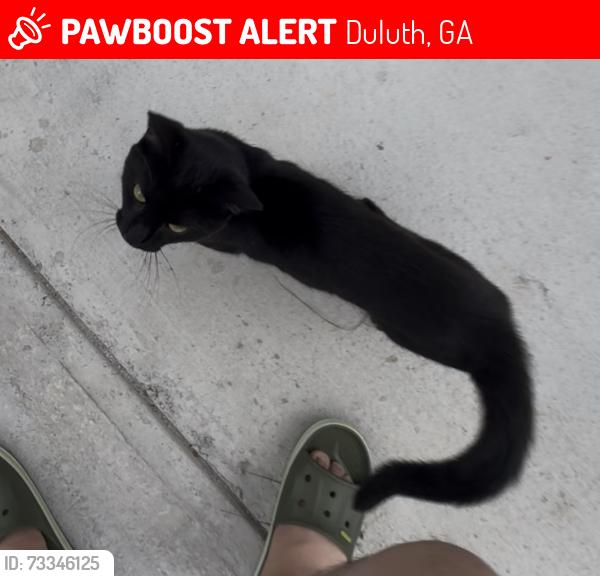 Lost Male Cat last seen near 2926 and 2936 Cardinal Lake Cir, Duluth, GA 30096