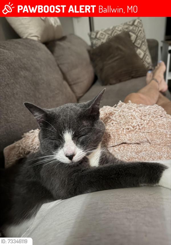 Lost Female Cat last seen Ries rd and twigwood, Ballwin, MO 63021