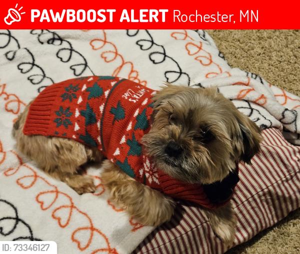 Lost Female Dog last seen 21st St SE, Rochester, MN 55904