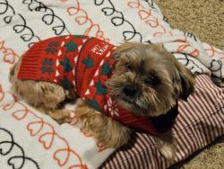 Lost Female Dog last seen 21st St SE, Rochester, MN 55904