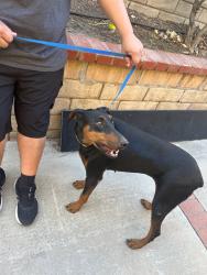 Reunited Female Dog last seen Yarnell st. And 210 freeway in Sylmar, Los Angeles, CA 91342