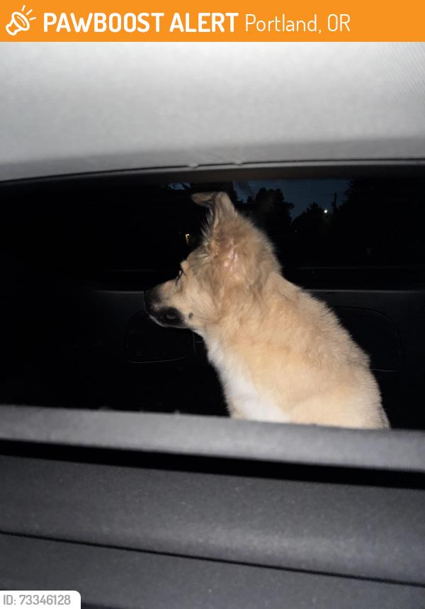 Found/Stray Male Dog last seen Near NE César E Chávez Blvd Portland, OR 97232 United States, Portland, OR 97232