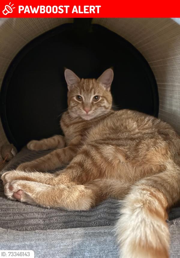 Lost Male Cat last seen Research, Colorado Springs, CO 80920