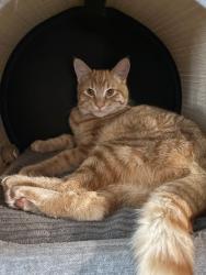Lost Male Cat last seen Research, Colorado Springs, CO 80920