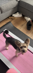 Reunited Male Dog last seen Dean highland area, Waco, TX 76707