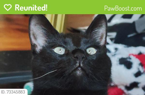 Reunited Male Cat last seen Clifton ave and s nelson, Columbus, OH 43219