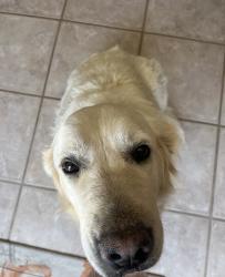 Lost Female Dog last seen Trinity rd and silver rock rd, Piñon Hills, CA 92372