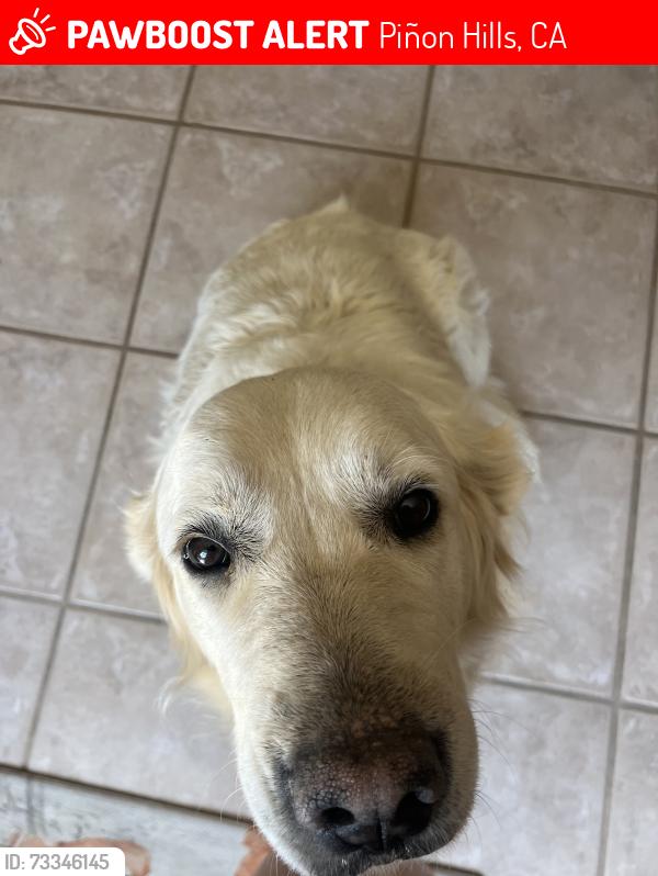 Lost Female Dog last seen Trinity rd and silver rock rd, Piñon Hills, CA 92372