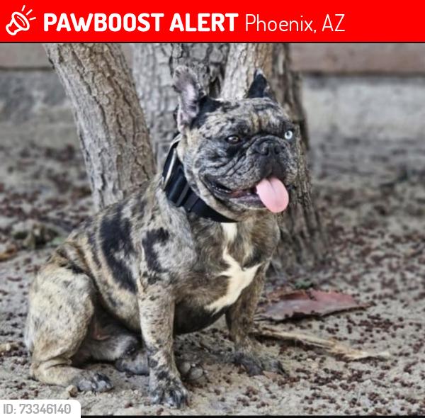 Lost Male Dog last seen 39th Avenue and Peoria, Phoenix, AZ 85029