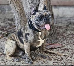 Lost Male Dog last seen 39th Avenue and Peoria, Phoenix, AZ 85029