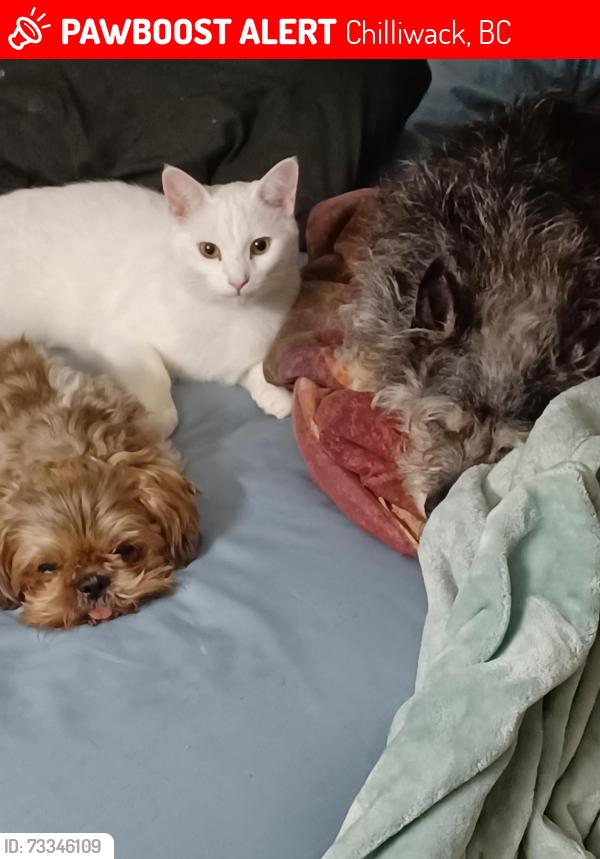 Lost Male Dog last seen second AND Nowell, Chilliwack, BC 