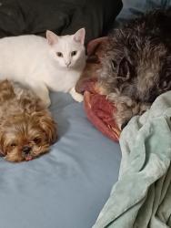 Lost Male Dog last seen second AND Nowell, Chilliwack, BC 