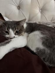 Reunited Female Cat last seen cottonwood mall, Albuquerque, NM 87114