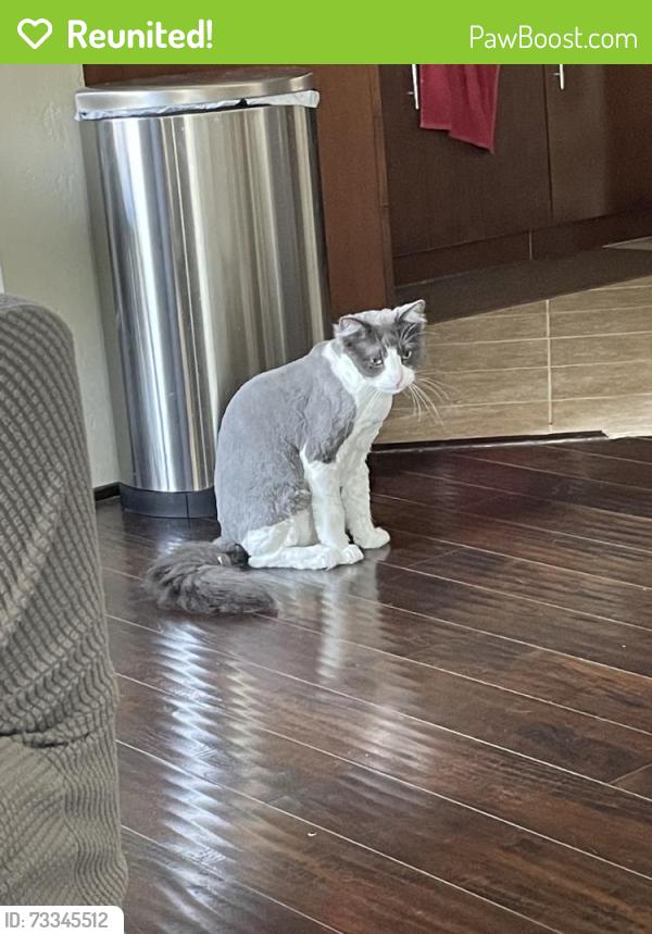 Reunited Female Cat last seen Verda Ln, San Diego, CA 92130, USA, San Diego, CA 92130