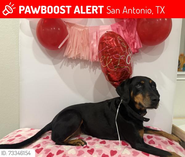 Lost Female Dog last seen Falcon Meadow, San Antonio, TX 78244