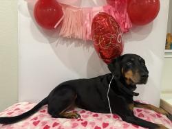 Lost Female Dog last seen Falcon Meadow, San Antonio, TX 78244