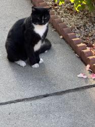 Found/Stray Male Cat last seen Serra Park (Nisqually Drive), Sunnyvale, CA 94087